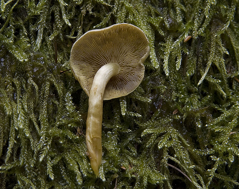 Micena o altro?? (cfr. Hypholoma fasciculare)